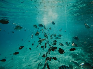 fishes underwater